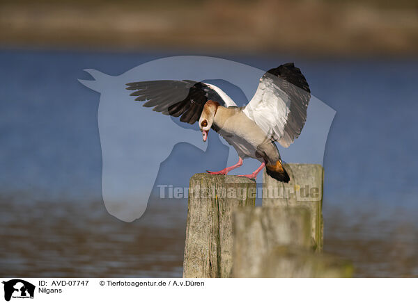 Nilgans / AVD-07747