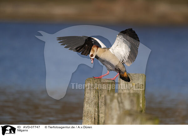 Nilgans / Egyptian goose / AVD-07747