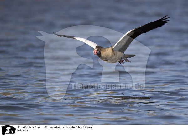 Nilgans / Egyptian goose / AVD-07754