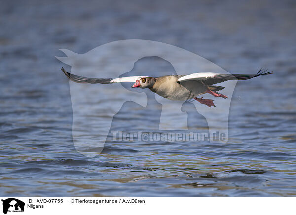 Nilgans / Egyptian goose / AVD-07755