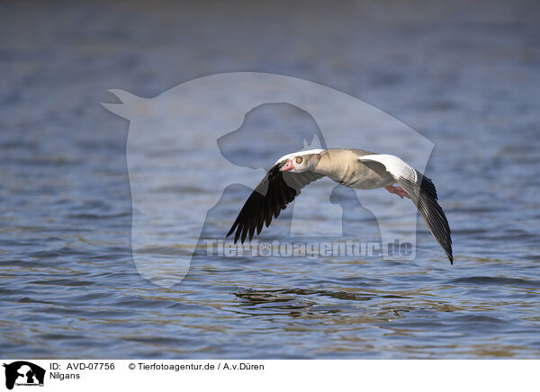 Nilgans / Egyptian goose / AVD-07756