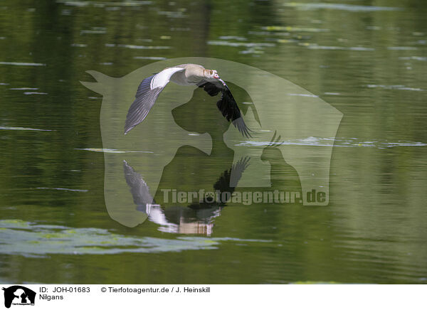 Nilgans / Egyptian goose / JOH-01683