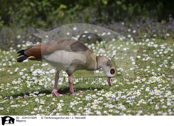 Nilgans / Egyptian goose / JOH-01685