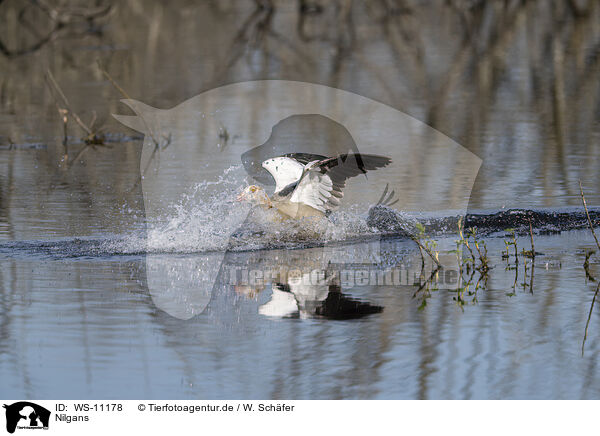 Nilgans / Egyptian goose / WS-11178
