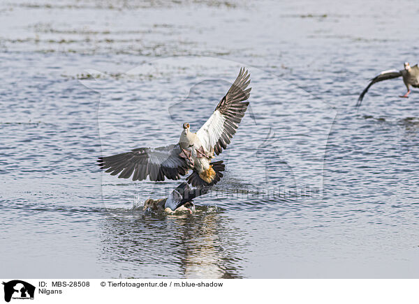 Nilgans / Egyptian goose / MBS-28508