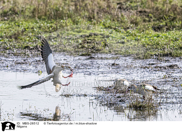 Nilgans / MBS-28512