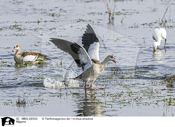 Nilgans / Egyptian goose / MBS-28520