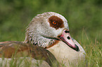 Nilgans