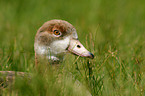 junge Nilgans im Portrait