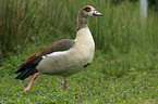 Nilgans in Bewegung