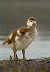 junge Nilgans