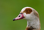 Nilgans