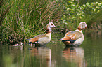 Nilgans