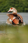 Nilgans