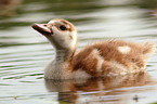 Nilgans