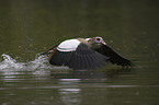 Nilgans