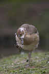 Nilgans