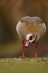 Nilgans