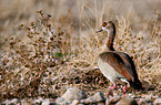 Nilgans