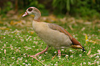 Nilgans