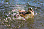 Nilgans