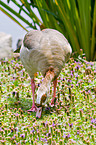 Nilgans