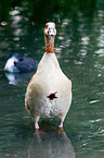 Nilgans