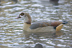 Nilgans