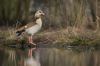 Nilgans