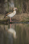 Nilgans