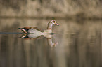 Nilgans