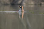 Nilgans