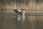 Nilgans