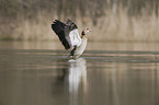 Nilgans