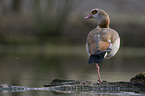 Nilgans