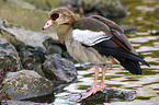 Nilgans