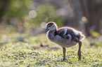 Nilgans