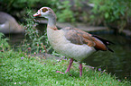 Nilgans