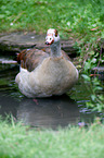 Nilgans