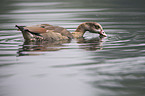 Nilgans