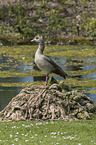 Nilgans