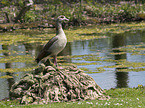 Nilgans