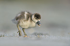 Nilgans