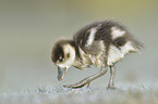 Nilgans