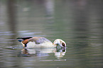 Nilgans