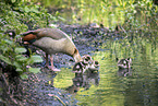 Nilgans