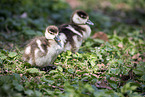 Nilgans