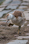 Nilgans