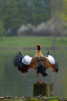 Nilgans