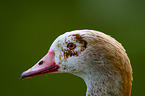 Nilgans